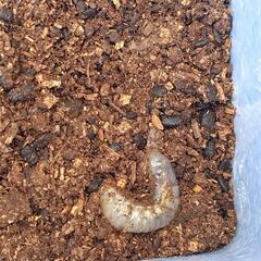 国産カブトムシ幼虫　弥栄産　昆虫の画像