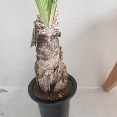 【希少】ブーファン　ディスティカの画像