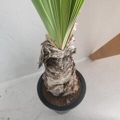 【希少】ブーファン　ディスティカの画像