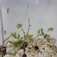 カクレクマノミの画像