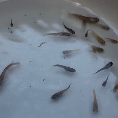 和墨三色×五式北辻 メダカ 1ペア＋稚魚の画像