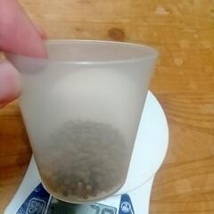 パクチー(コリアンダー)の種　10㌘の画像