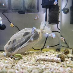 　海水魚　オレンジストーム　カクレクマノミの画像