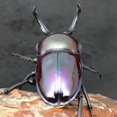 ニジイロクワガタ（紫紺血統）61mmペアの画像