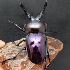 ニジイロクワガタ（紫紺血統）61mmペアの画像