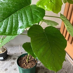 ウンベラータ　観葉植物　の画像