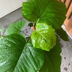 ウンベラータ　観葉植物　の画像