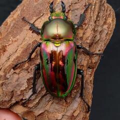 ニジイロクワガタ（レッド血統）54mm 1♂ 2♀トリオの画像