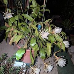 月下美人(9年もの)　大鉢の画像