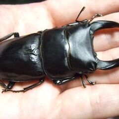 佐賀県産オオクワガタ ♂77.5ミリ ♀49ミリ ペアの画像