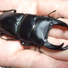 佐賀県産オオクワガタ ♂77.5ミリ ♀49ミリ ペアの画像