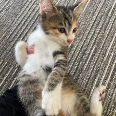 1ヶ月半ほどの子猫です