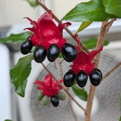 ミッキーマウスツリー鉢植えの画像