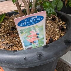 ミッキーマウスツリー鉢植えの画像