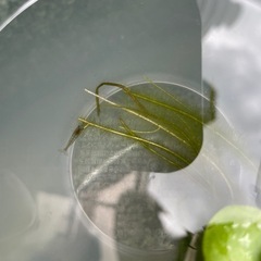 【追記有り】青メダカの稚魚～幼魚10匹他の画像