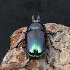 ニジイロクワガタ（紫紺血統青光沢有り）41mmペアの画像