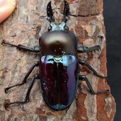ニジイロクワガタ（紫紺血統青光沢有り）41mmペアの画像