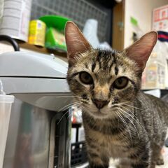 キジトラ子猫そっくりな2匹