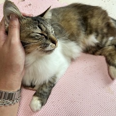 子育てを終えた！抱っこ大好きで甘えん坊な長毛のキジ白ちゃん