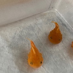 かなりレア！　フウセンウオ　1匹　の画像