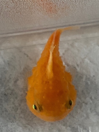 かなりレア！　フウセンウオ　1匹