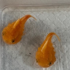 かなりレア！　フウセンウオ　1匹　の画像