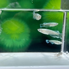 🔵マリアージュロングフィン🔵10匹800円！商品説明をお読みください🐟の画像