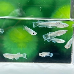 🔵マリアージュロングフィン🔵10匹800円！商品説明をお読みください🐟の画像
