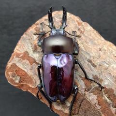 ニジイロクワガタ（紫紺血統）47mm ペアの画像