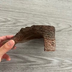 亀 甲羅干し岩 の画像