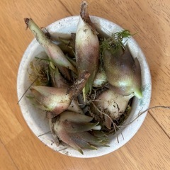 ミョウガの苗　2本の画像