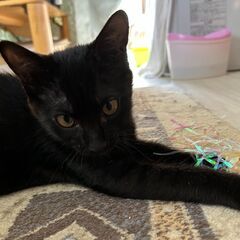 黒仔猫の里親募集