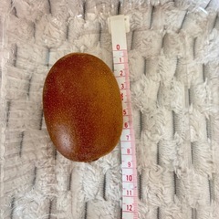 ゴールドキウイ　10個の画像