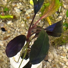 ７日まで2,000円off【超希少種】Bucephalandra sp. Brownie Ghost 2015の画像