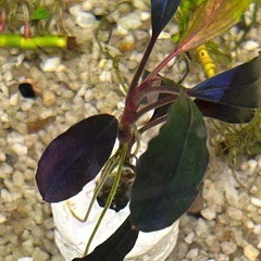 ７日まで2,000円off【超希少種】Bucephalandra sp. Brownie Ghost 2015の画像