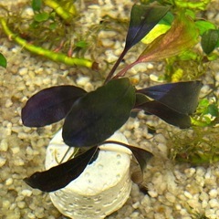 ７日まで2,000円off【超希少種】Bucephalandra sp. Brownie Ghost 2015の画像