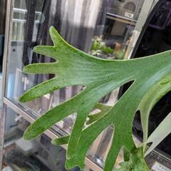 ビカクシダ　willinckii spore ウィリンキーの画像