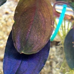 ７日まで2,000円off【超希少種】Bucephalandra sp.Silat Cycleの画像