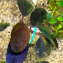 ７日まで2,000円off【超希少種】Bucephalandra sp.Silat Cycleの画像