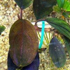 ７日まで2,000円off【超希少種】Bucephalandra sp.Silat Cycleの画像