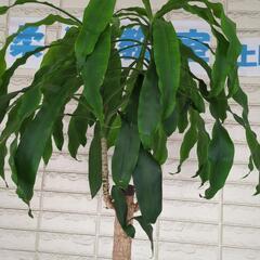 【受け渡し者決定】2メートル超え　ドラセナ　大型観葉植物　の画像
