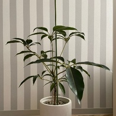 JOURAL STANDARD FURNITUREのプランターの画像