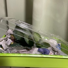 子宝草の画像