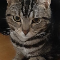アメショ 男の子 6歳 多頭飼いNG