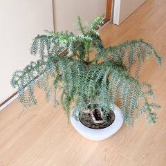 【観葉植物】希少シマナンヨウスギ盆栽風の画像