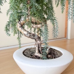 【観葉植物】希少シマナンヨウスギ盆栽風の画像