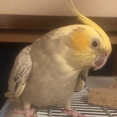オカメインコ　２羽（1歳と5歳）