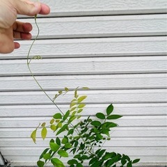 ぐんぐん成長中！種から育てた藤の苗木　1 の画像