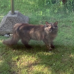 【里親募集】スリゴロ甘えたな長毛のサビ猫ちゃんです！