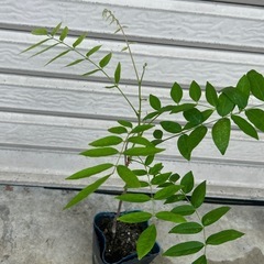 新芽成長中！　種から育てた藤の苗木　2の画像